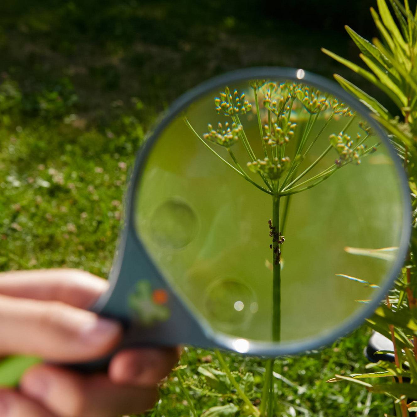 Terra Kids Magnifier - HABA USA